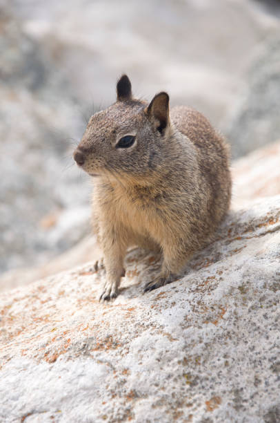 Squirrel on Rock stock photo