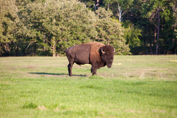 istock Bull Buffalo in a Field 930199104