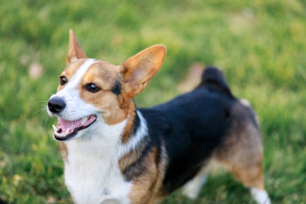 istock Pembroke Welsh Corgi in the dog park 930205778