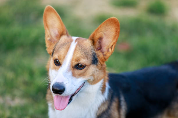 istock Pembroke Welsh Corgi in the dog park. 930206082