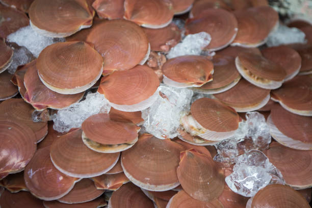 Fresh french scallops on a seafood market at Dieppe France