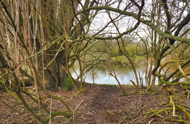 istock trees near a small lake 930211958