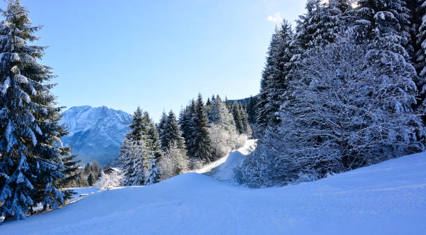 istock The snow-covered woods in Cortina D'Ampezzo 930213262