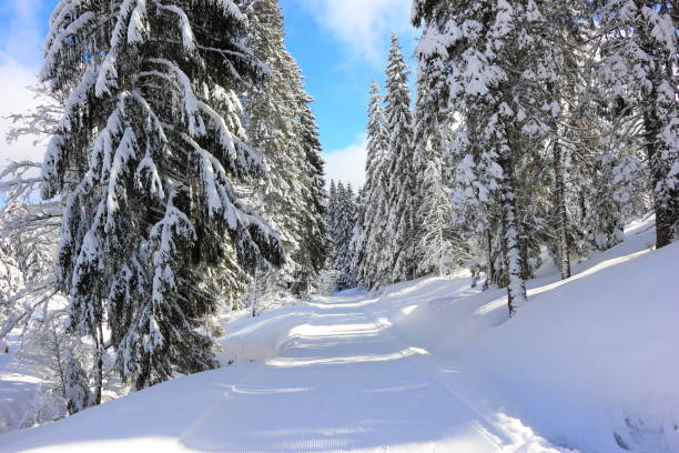 istock Hiking trail to the Feldberg Mountain. Black Forest, Germany. 930216196