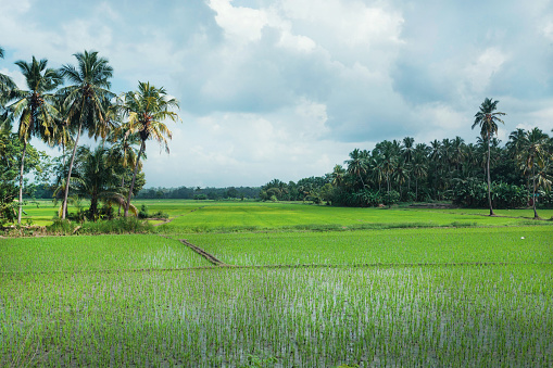Beautiful rice fields and jungles with palm trees on natural landscape. Tropical plants at sunny weather in Sri Lanka.
