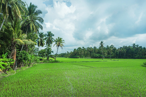 Green rice fields and jungles with palm trees on natural landscape. Tropical plants at sunny weather in Sri Lanka.