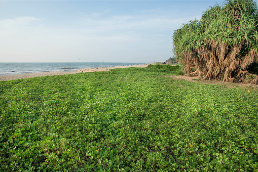Green plants and trees on beach landscape. Tropical grove at sunny weather in Sri Lanka.