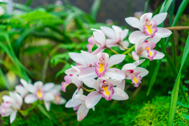istock colorful flower in tropical forest 930233010