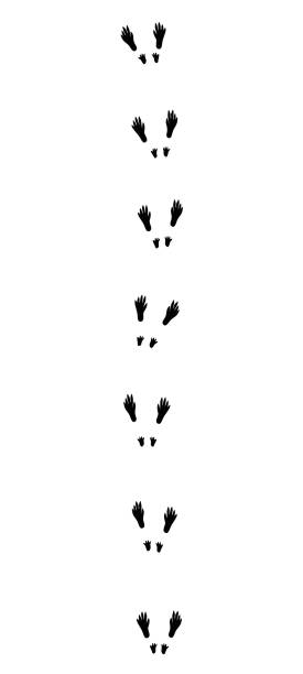 다람쥐를 추적 합니다. 전형적인 발자국-호핑 때 고립 흰색 바탕에 검은 아이콘 벡터 일러스트 레이 션. - snow footprint winter animal track stock illustrations