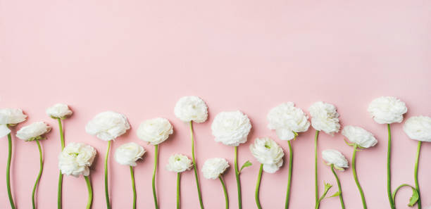 istock Saint Valentines Day background with ranunculus flowers, light pink background 930233788