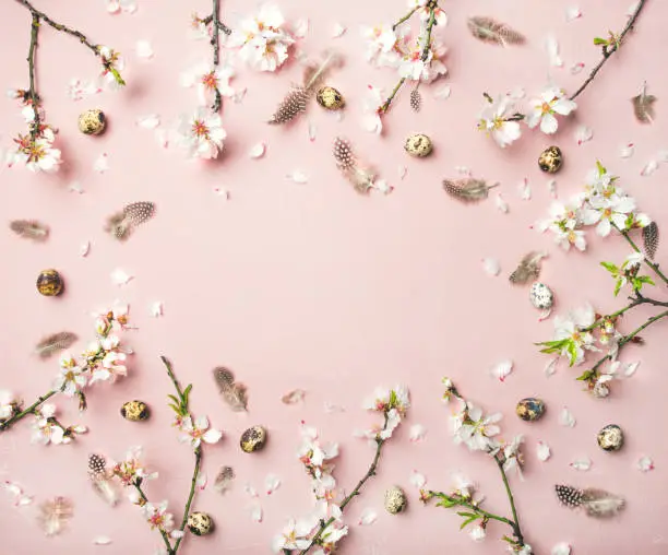 Easter holiday background. Flat-lay of tender Spring almond blossom flowers on branches, feathers, quail eggs over light pink background, top view, copy space. Greeting card concept