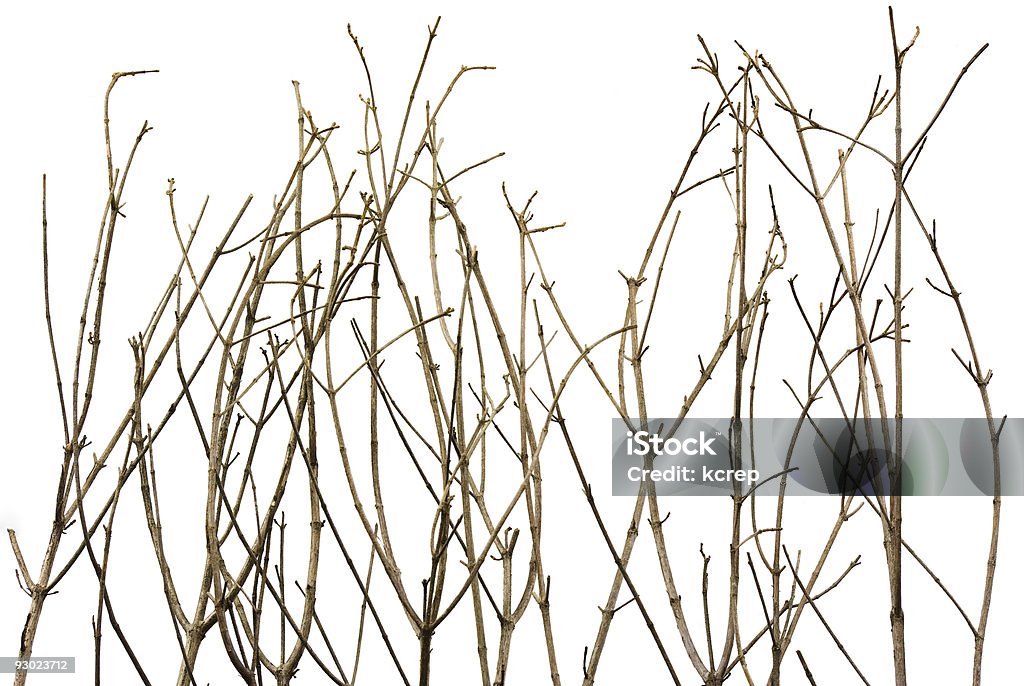 Branches en arrière-plan - Photo de Abstrait libre de droits