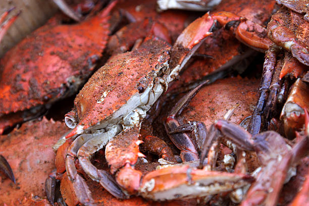 caldo e sporco granchi - maryland blue crab foto e immagini stock