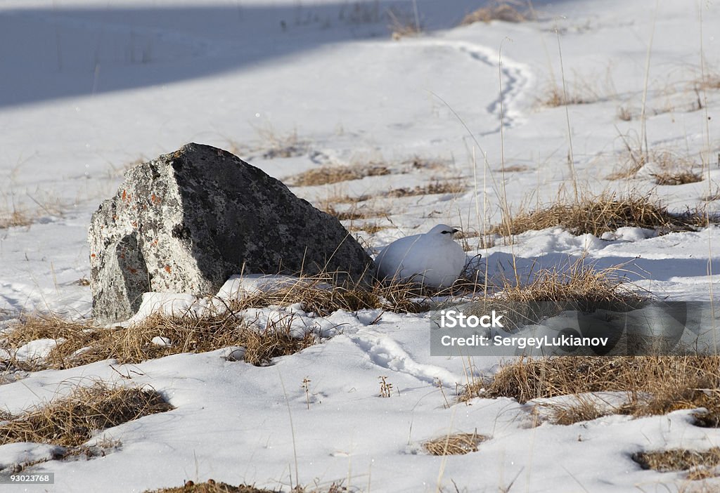 hiding ptarmigan  Animal Stock Photo