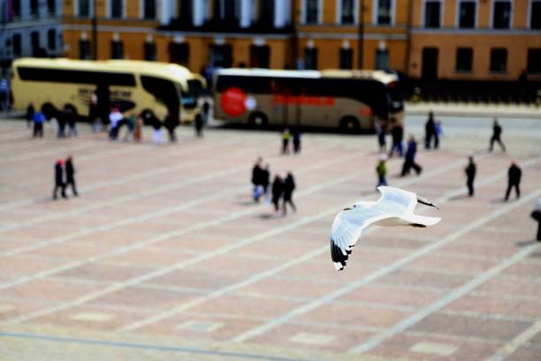 Seagull Flying Over Street In City