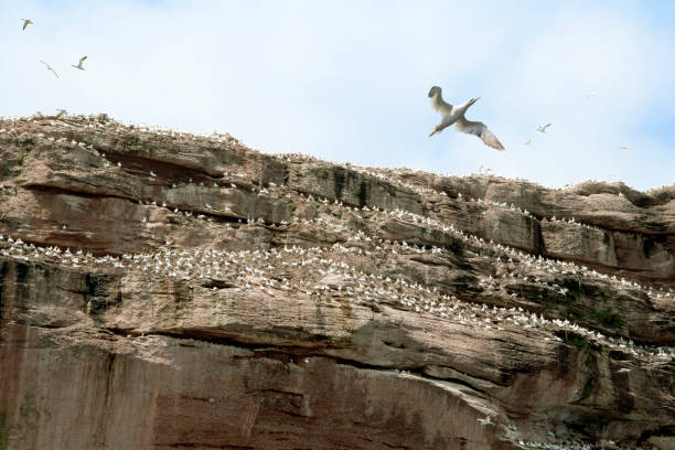 istock Gannets on Bonaventure Island, Quebec, Canada 930237774