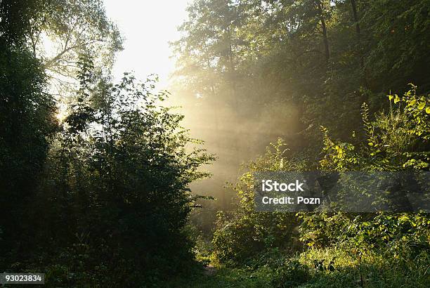 Fog Early Autumn Morning Stock Photo - Download Image Now - Autumn, Backgrounds, Beauty In Nature