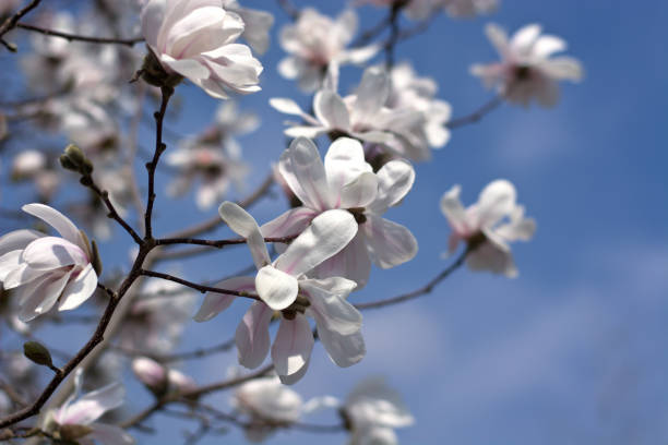 istock White flowers as a symbol of peace bloom in spring 930243028