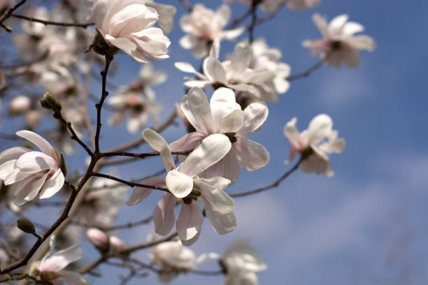 istock White flowers as a symbol of peace bloom in spring 930243618
