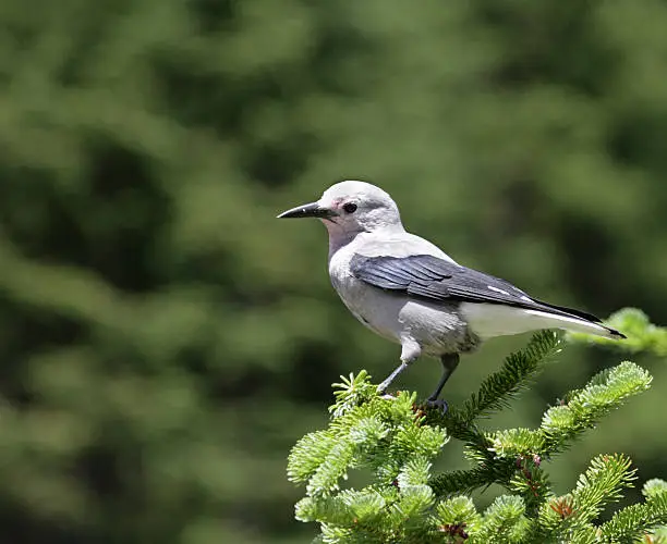 Photo of Clark's Nutcrakcker