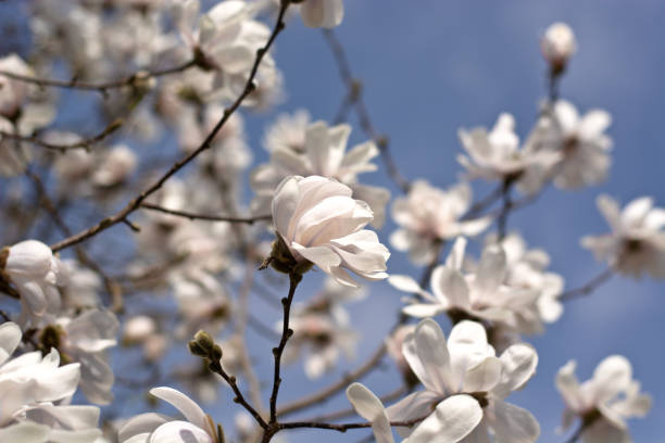 istock White flowers as a symbol of peace bloom in spring 930248482