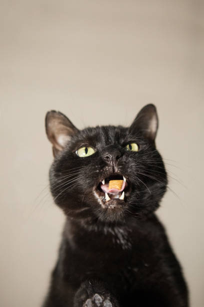 istock Black Cat Chewing Treats 930253098
