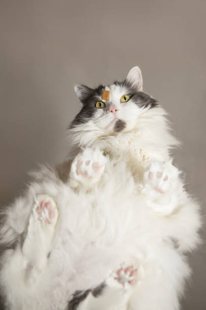 istock Big Kitty on Glass with Treat 930253460