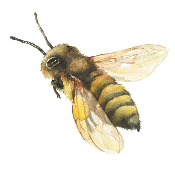 Hand drawn illustration bee wild insect. Closeup of a western honey bee or European honey bee (Apis mellifera). Watercolor hand painting illustration, isolated on white background. Hand drawn illustration bee wild insect. Closeup of a western honey bee or European honey bee (Apis mellifera). Watercolor hand painting illustration, isolated on white background. bee water stock illustrations
