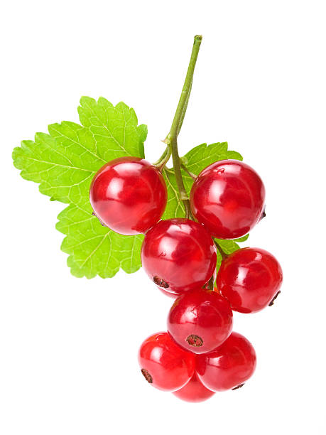 red currants w clipping path stock photo