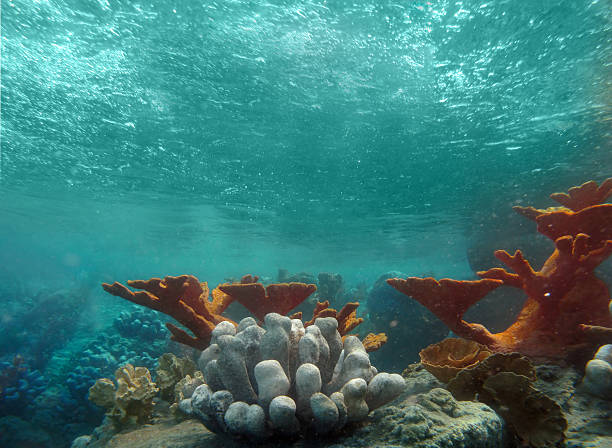 istock View of the Ocean Underwater With LIght Shining Through the Waves 93026258
