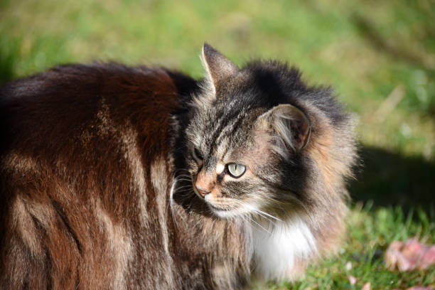 istock Portrait of  Norwegian fluffy cat 930264046