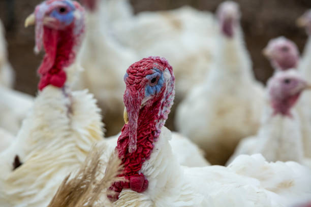 istock Portrait of a Turkey-poult 930264790