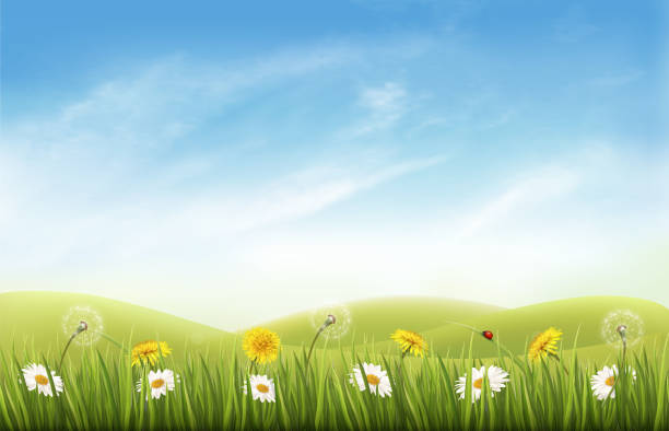 illustrations, cliparts, dessins animés et icônes de fond de nature avec l’herbe et des fleurs et des papillons. vector. - spring grass cloud butterfly