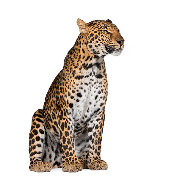 istock Portrait of leopard, Panthera pardus, sitting, studio shot 93026767