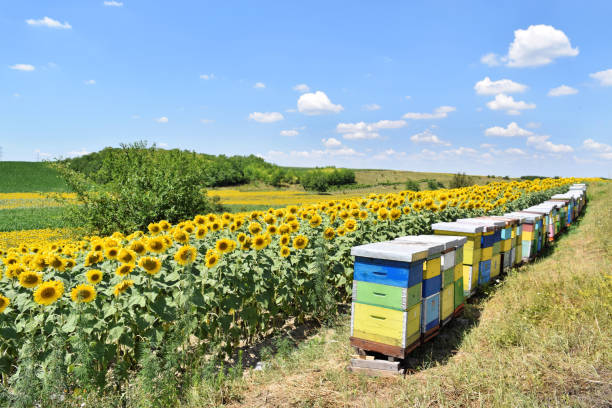 istock Beehives in sunflower farmland 930267824