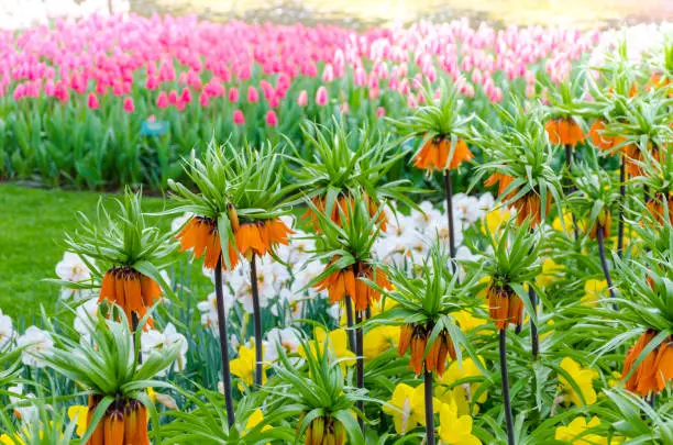 Fritillaria imperialis is a species of flowering plant in the lily family with an exotic appearance. It is also known as 'crown imperial', 'imperial fritillary' and 'Kaiser's crown'.