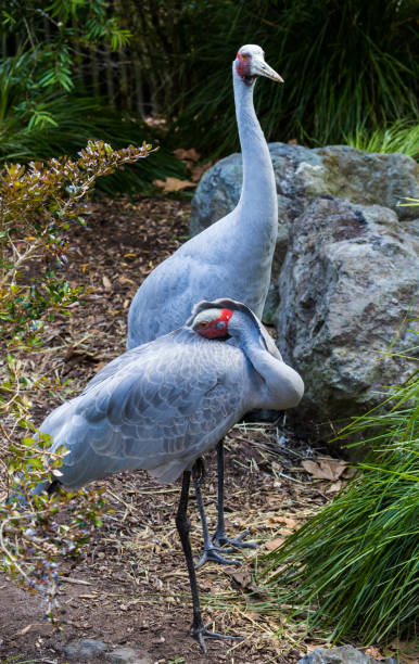 Brolga Australian Crane Pari of wonderful Brolga Australian cranes looking good. brolga stock pictures, royalty-free photos & images