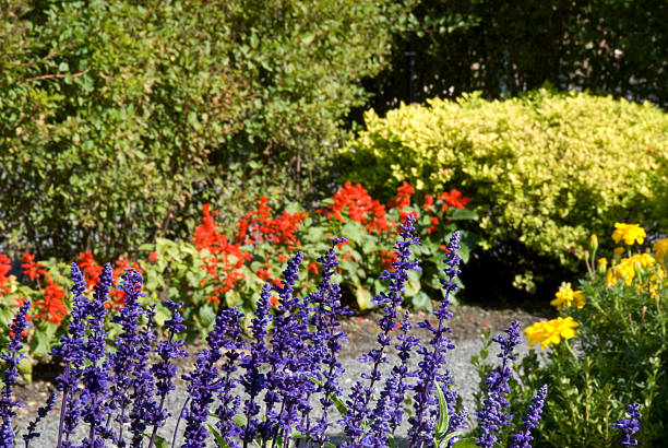 istock purple yellow and red flower 93027223