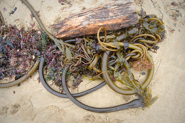 istock seaweed with driftwood on beach 93027697