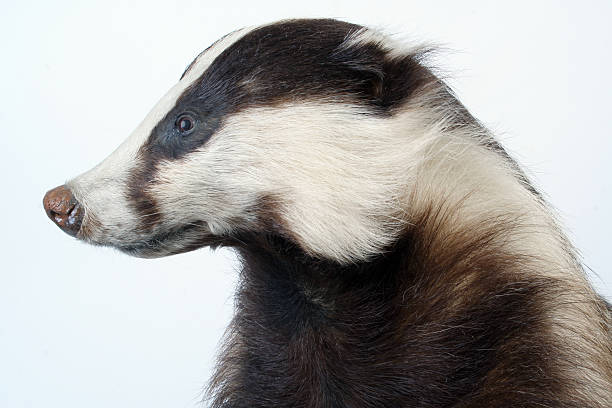 stuffed badger  meles meles stock pictures, royalty-free photos & images