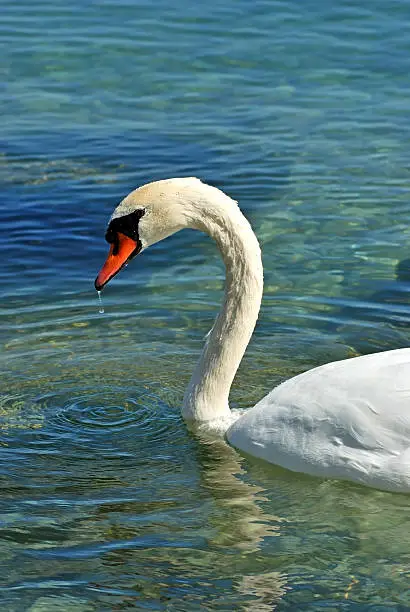 Photo of One swan