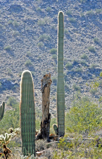 desert mountain bright day 3 cactus one old all sizes - sahuaro imagens e fotografias de stock