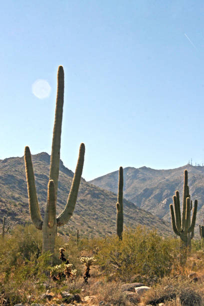 desert blue sky cactus reaching up mountain background - sahuaro imagens e fotografias de stock