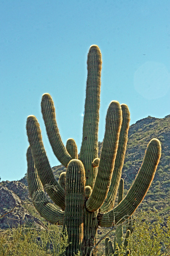 Tall green sahuaro cactus arms reaching up blue sky and mountain background