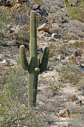 Arizona desert terrain rocky scrub brush sahuaro cactus reaching up