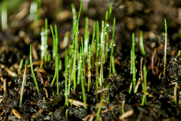 istock Young green grass with dew drops on farm land 930279134