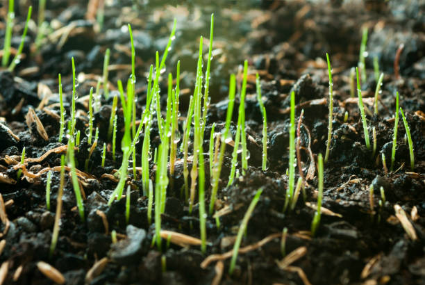 свежая зеленая весенняя трава с каплями росы - composition selective focus wheat field стоковые фото и изображения