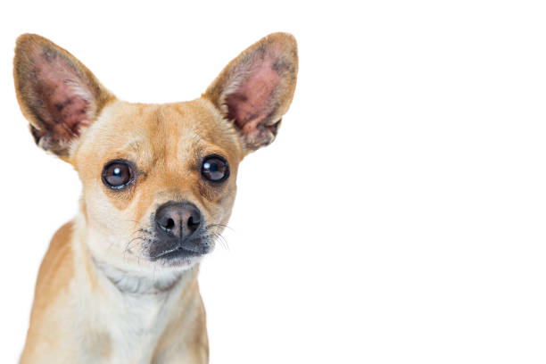 Chihuahua Dog Over With With Copy Space Stock Photo - Download