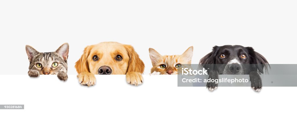 Dogs and Cats Peeking Over Web Banner Row of the tops of heads of cats and dogs with paws up, peeking over a blank white sign. Sized for web banner or social media cover Dog Stock Photo