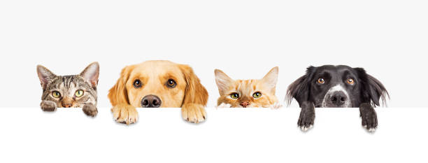 Dogs and Cats Peeking Over Web Banner Row of the tops of heads of cats and dogs with paws up, peeking over a blank white sign. Sized for web banner or social media cover animal foot photos stock pictures, royalty-free photos & images